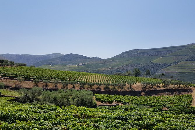 Private Douro Valley visit to three vineyards with Lunch from Porto - The final cellar and more Port