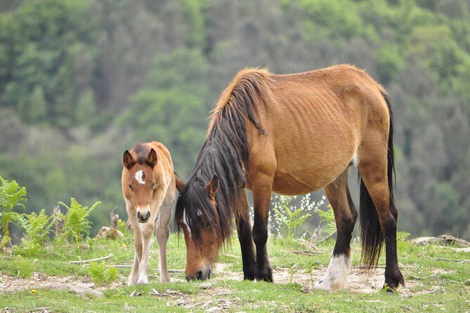 Private Guided Tour - Peneda Gerês National Park - Five hours among trails, waterfalls, and Roman stones