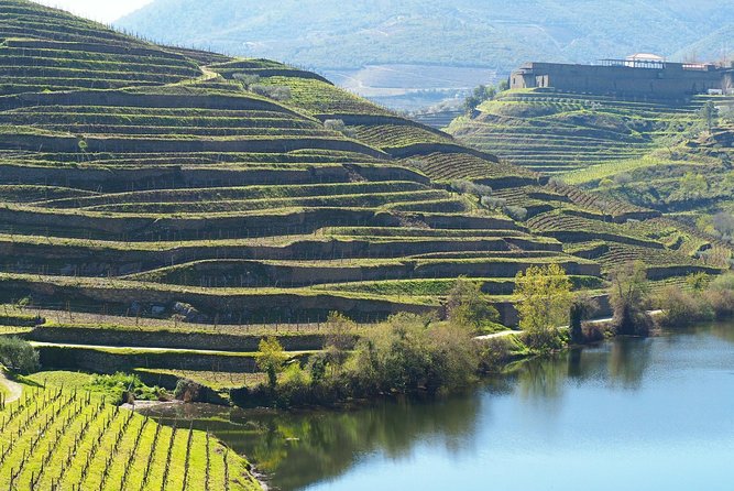 Private Premium Wine Experience through Douro Valley - One Quiet Hour on the Douro Near Bagaúste