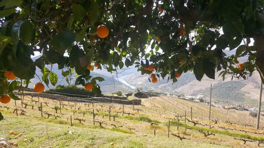 Private Tour: Douro Valley Wine and Food From Porto - Choosing between a river cruise and free time