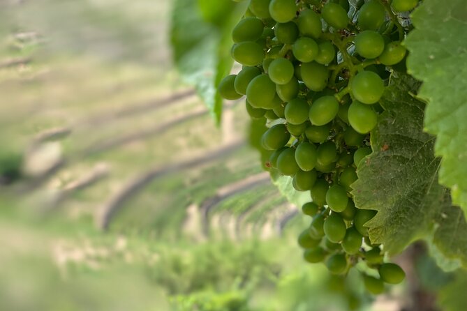 Private Tour From Porto To Douro Valley With River Boat Ride - The Rabelo boat ride through vineyard country