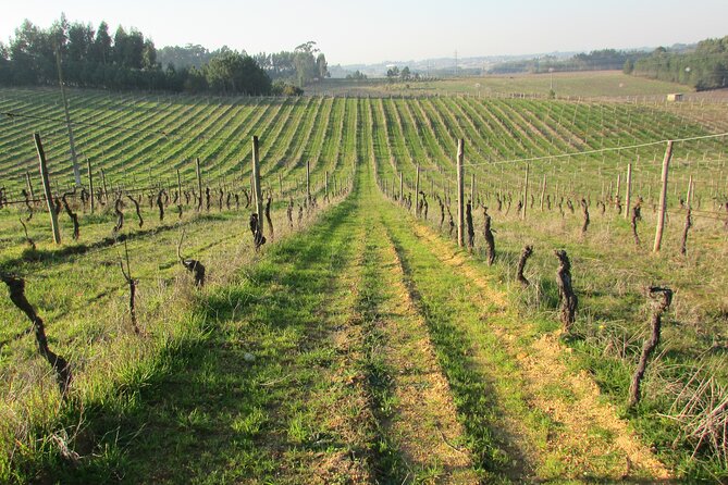 Private Tour to Aveiro, to the Sparkling Wine Cellars and Piglet Tasting - Aveiro market, seafood, and a possible local lunch