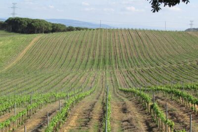 Private Tour to Aveiro, to the Sparkling Wine Cellars and Piglet Tasting
