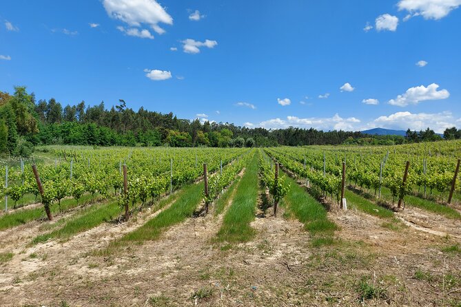Private Tour to Aveiro, to the Sparkling Wine Cellars and Piglet Tasting - Adega Luís Pato and Bairrada sparkling wine