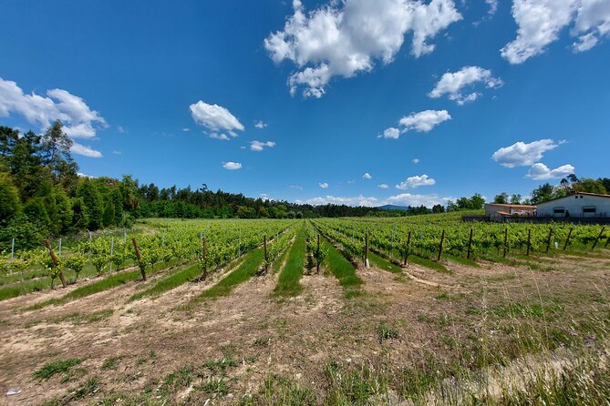 Private Tour to Aveiro, to the Sparkling Wine Cellars and Piglet Tasting - Alliance Underground Museum and its cellar collection