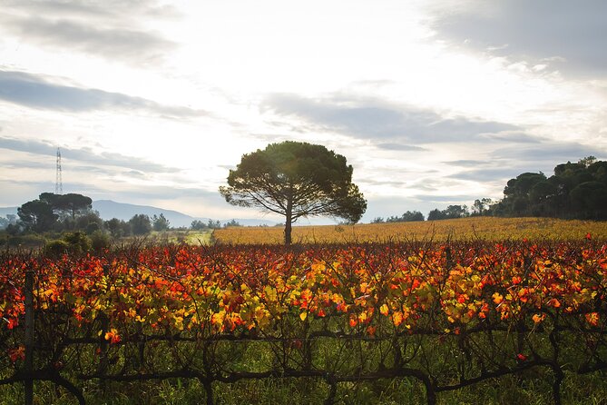 Private Tour to Aveiro, to the Sparkling Wine Cellars and Piglet Tasting - Bairrada Wine Museum as an optional final stop