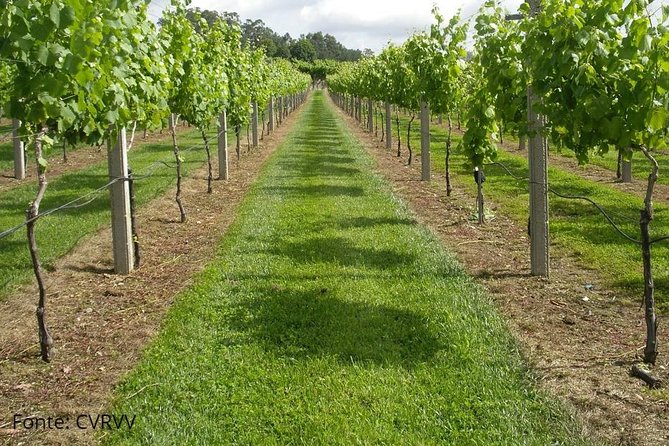 Private tour to Ponte de Lima, Vinho Verde region - Pace, comfort, and practical details