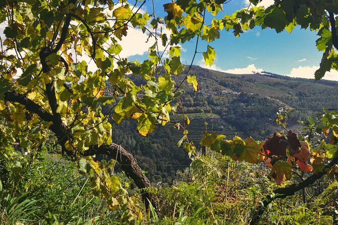 Private Vinho Verde Region Wine Tour from Porto Including Lunch - Why Vinho Verde makes a good day trip from Porto