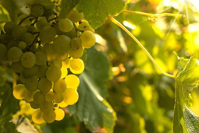Private Vinho Verde Region Wine Tour from Porto Including Lunch - Lunch with views near Amarante
