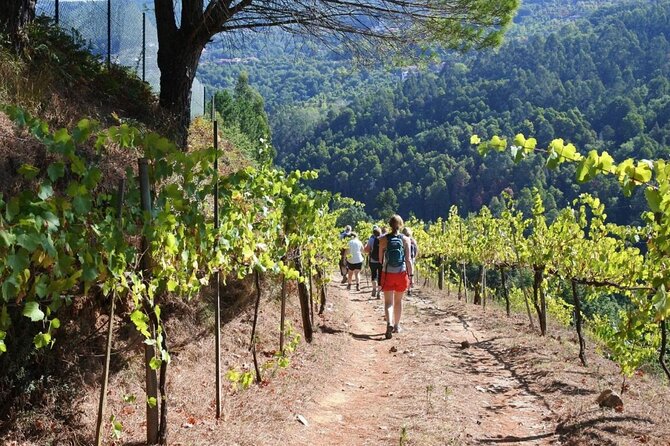Private Vinho Verde Region Wine Tour from Porto Including Lunch - Timing, cancellation, and practical planning