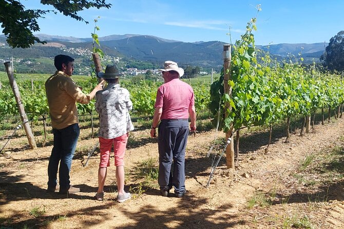 Private Vinho Verde Wine Tour from Porto with Lunch & Tastings - Why this Vinho Verde day feels different