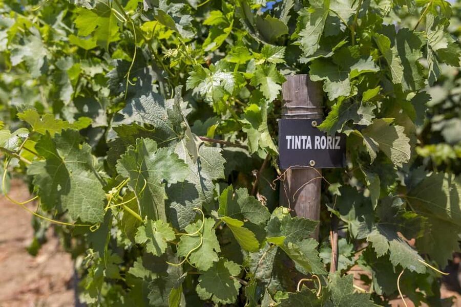 Régua: Wine Tasting at a Farm, Traditional Lunch, Cruise and Train - Who should book this experience
