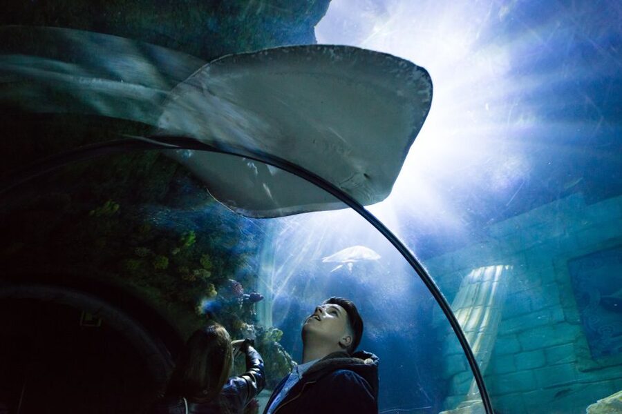 SEA LIFE Porto Full-Day Entrance Ticket - SEA LIFE Porto beside Castelo do Queijo