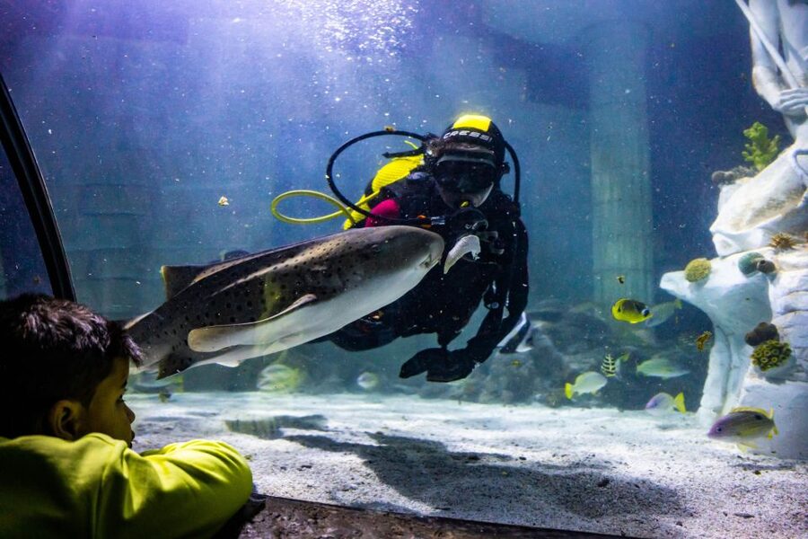 SEA LIFE Porto Full-Day Entrance Ticket - Penguin Island adds a new reason to visit