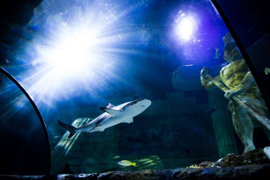 SEA LIFE Porto Full-Day Entrance Ticket - How long should you allow?