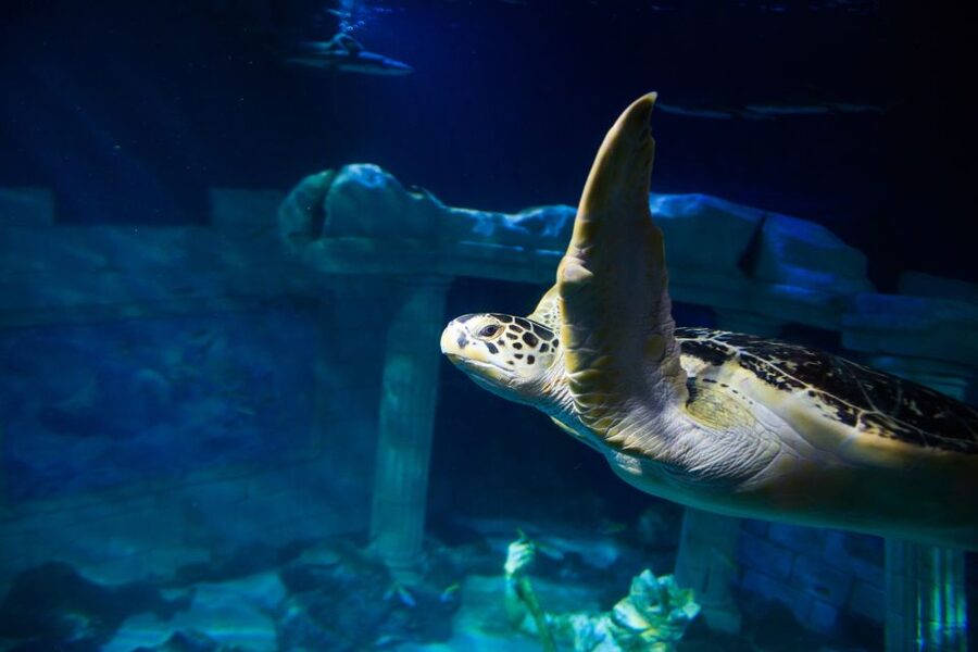 SEA LIFE Porto Full-Day Entrance Ticket - Is $22 a fair price?