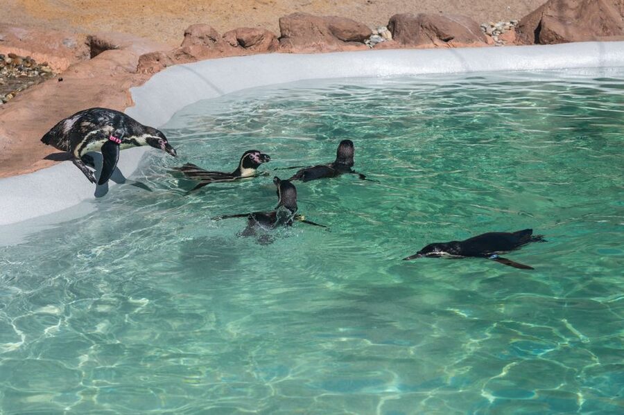 SEA LIFE Porto Full-Day Entrance Ticket - Wheelchair access and useful booking details