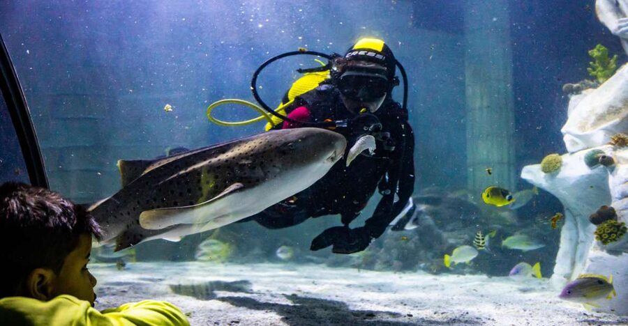SEA LIFE Porto Full-Day Entrance Ticket - From cow-faced rays to black tip sharks