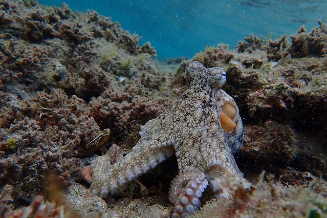 Snorkeling Tour - The animals you might see