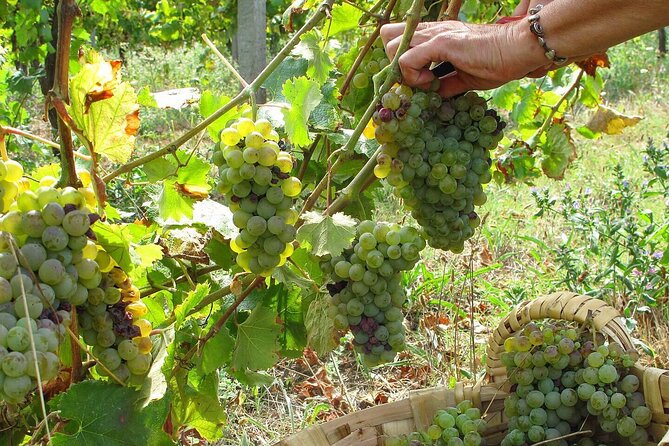 Traditional Cooking Class, Farm Tour & Lunch in the Douro Valley - A family farm visit, not a standard cooking class
