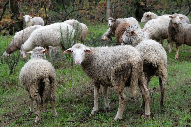 Traditional Cooking Class, Farm Tour & Lunch in the Douro Valley - Who will enjoy this experience most