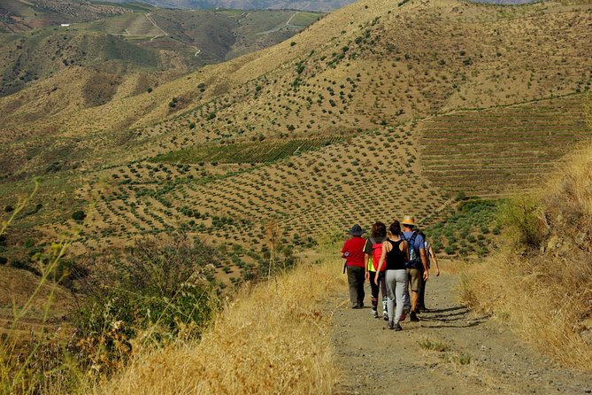 Upper Douro Walk & WineTour - A traditional quinta, lunch, and DOC Douro wines