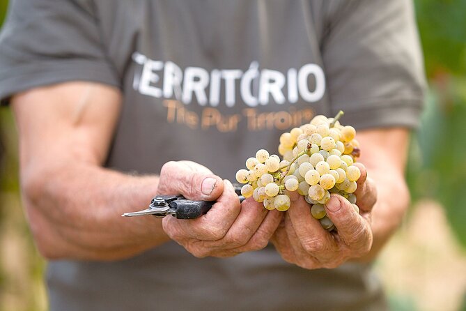 Vinho Verde Experience with 2 Wineries and Lunch - Why this Vinho Verde day is worth the long ride