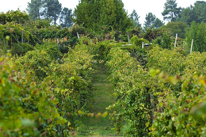 Vinho Verde Experience with 2 Wineries and Lunch - What the small group changes