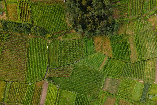 Vinho Verde Experience with 2 Wineries and Lunch - Who should book this day