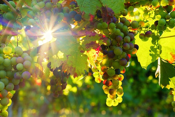 Vinho Verde Private Wine-Tour (All Inclusive) - Why this Vinho Verde day feels different from a Porto wine outing