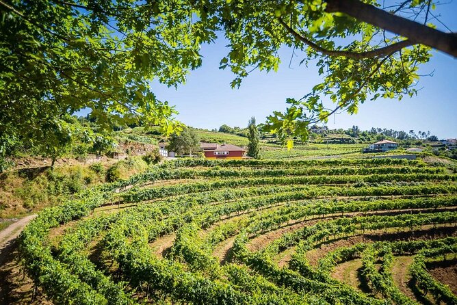 Vinho Verde Private Wine-Tour (All Inclusive) - Merufe turns the tasting into lunch