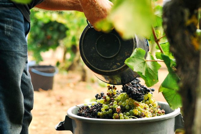 Vinho Verde Private Wine-Tour (All Inclusive) - Monção, Melgaço, and the Alvarinho connection