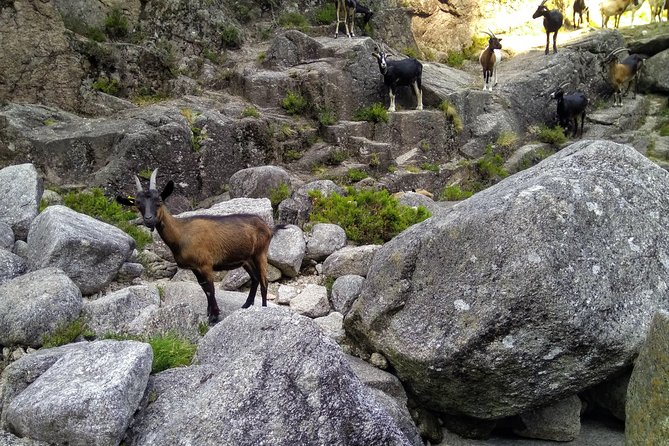 Waterfalls, Heritage and Nature in Gerês Park - from Porto - Clear water at the Fafião natural lagoons